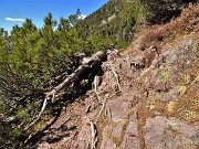 29 Le radici dei pini mughi invadono pacificamente il sentiero